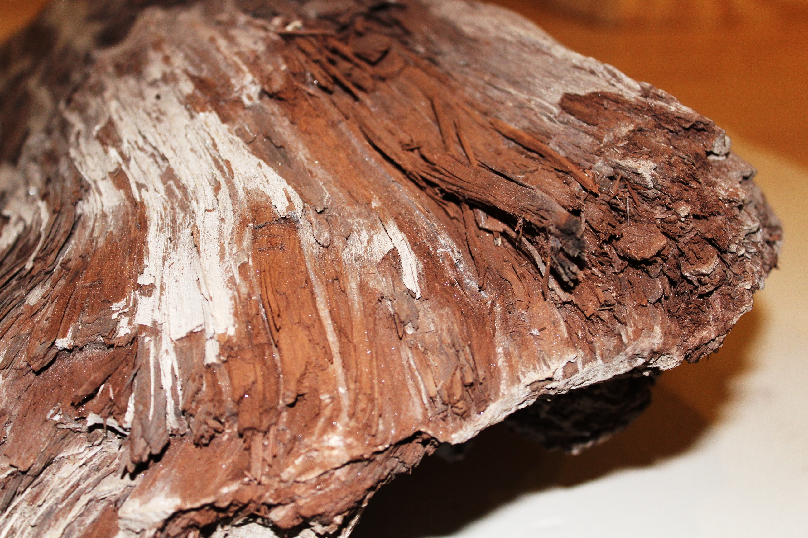 Versteinerter Baumstamm